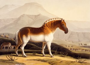 The Quahkah, from 
